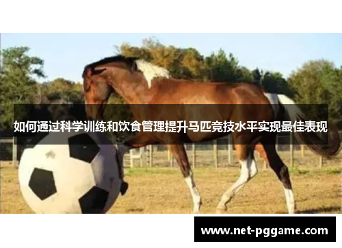 如何通过科学训练和饮食管理提升马匹竞技水平实现最佳表现